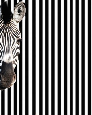 Zebra istock